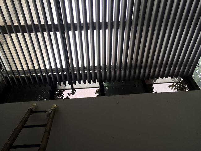 �綯����Ҷ����